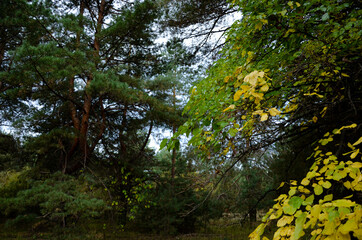 sun shining through trees