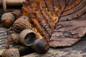 大雪森のガーデン秋のオブジェ