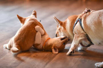 室内で過ごすコーギーの赤ちゃん