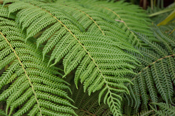 close up of fern fronds