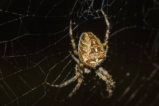 Female spider spider cross Araneus diadematus (European garden spider, diadem spider, cross spider) close-up on a dark background