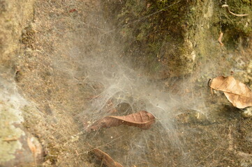 The Mayan ruins in the temple city of Copan in the jungle of Honduras, Central America