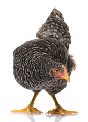 one black chicken isolated on white background, studio shoot