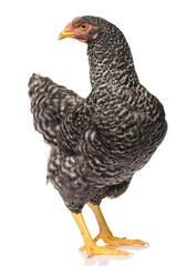 one black chicken isolated on white background, studio shoot