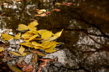 Yellow leaves floating on the river in autumn.