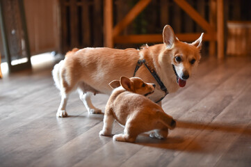 室内で過ごすコーギーの赤ちゃん