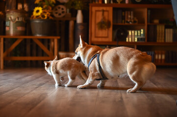 室内で過ごすコーギーの赤ちゃん