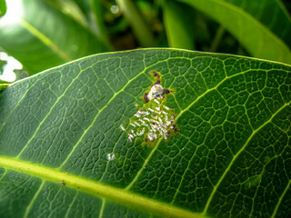 Hose leaf infected by White Mango scale (Aulacaspis tubercularis) in Brazil