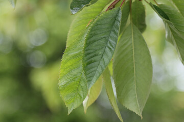 Fototapeta na wymiar Green leaves on a cherry tree.