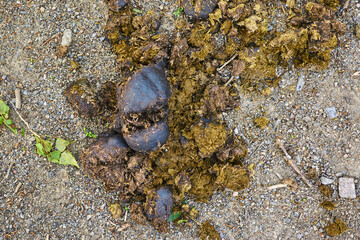 Horse manure on the road.