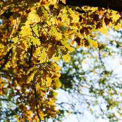 Colorful autumn leaves and branches against the blue sky and sun. Season, nature, autumn card, thanksgiving, fall background concept.Copy space, selective focus..