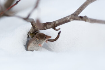 A cute tiny shrew peeks out of a burrow in the snow. Eurasian least shrew (Sorex minutissimus), also known as lesser pygmy shrew. End of autumn in the tundra. Waiting for winter. Wildlife of Chukotka.