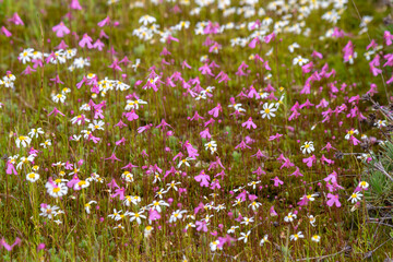 Utricularia multifida west of Brookton, Western Australia