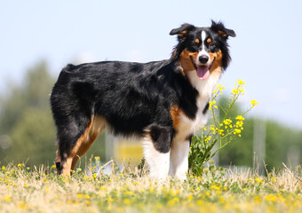 Standing portrait of cute smiling black and white tricolor Australian shepherd with background of green grass and blue sky. Funny aussie sheepdog outside near meadow flowers in hot, sunny summer day