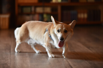 室内で過ごすコーギーの赤ちゃん