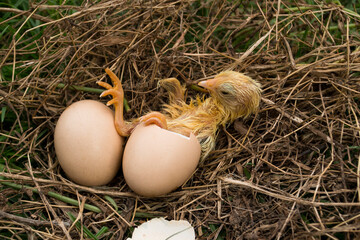 The chick is getting out of the egg.