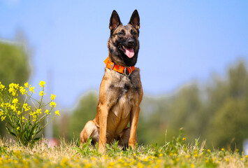Cute, working Belgian shepherd guard malinois dog portrait on hot sunny summer day.  Full attention red, sable with black mask on face malinois with big orange collar waiting obedient for the owner
