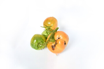 Vegetable, Cracking young tomatoes plant problems  and sickness on white background. Tomatoes crack when environmental conditions by heavy rain or watering .