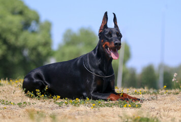 Purebred pedigreed black and tan  German doberman dog portrait with cropped ears and docked tail outside in hot summer day. Doberman lies with background of blue sky and green grass on sunny day