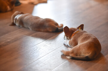 室内で過ごすコーギーの赤ちゃん