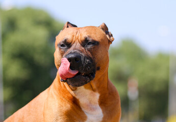 Strong and beautiful American Staffordshire Terrier male portrait outside on hot summer day. Sable white staffie guard dog with black mask on face and funny non cropped ears smiling outdoors