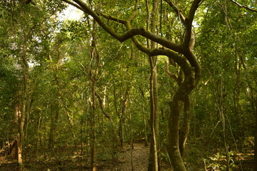 The beaches, jungles and Mayan temples of Honduras, Central America