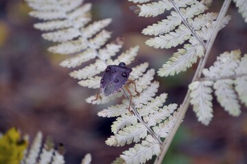 beetle on fern leaf in autumn