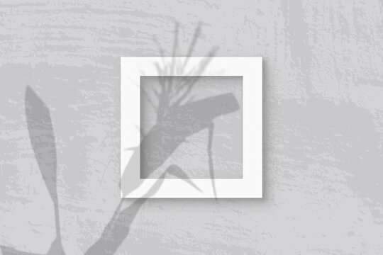 Natural light casts shadows from a Spikelets and leaves of the planton square frame of white textured paper