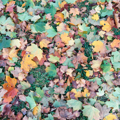 Colorful fallen autumn leaves on green grass field or lawn. Season, nature, autumn card, thanksgiving, fall background concept. Selective focus..