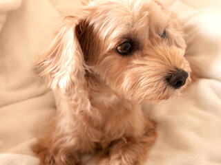 じっと座って見つめるかわいいアプリコットの小型犬【マルプー・トイプードル】