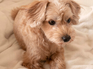 じっと座って見つめるかわいいアプリコットの小型犬【マルプー・トイプードル】