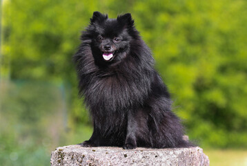 Summer outdoors portrait of beautiful cute black German miniature spitz. Fluffy, smiling pomeranian dog sitting  with background of meadow flowers. Adorable little pom outdoors on hot sunny day