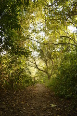 The beaches, jungles and Mayan temples of Honduras, Central America