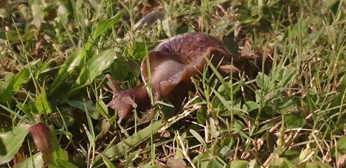 Naklejka na ściany i meble snails in the grass