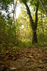 Obraz premium The beaches, jungles and Mayan temples of Honduras, Central America