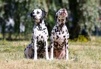 Summer portrait of two cute dalmatian dogs with black and brown spots. Smiling purebred dalmatian pets from 101 dalmatian movie with funny faces outdoors in hot sunny summer time with green background
