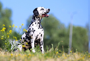 Summer portrait of cute dalmatian dog with black spots. Smiling purebred dalmatian 101 dalmatian movie pet with funny face sits outdoors on hot sunny summer time with green colorful  background 