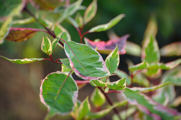 Variegated foliage of Cornus mas