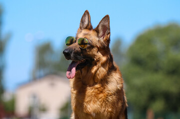 Summer portrait of cute and smiling german shepherd with sunglasses. Nice and beautiful german shepherd family pet sitting outdoors on hot and sunny day with background of green grass and blue sky