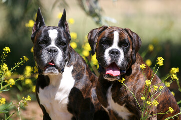 Summer outdoors portrait of two Geman boxer dog on hot sunny day.  Brown tiger with brindle colored...