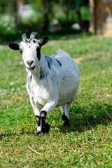 portrait of goat in meadow