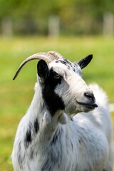 portrait of goat in meadow