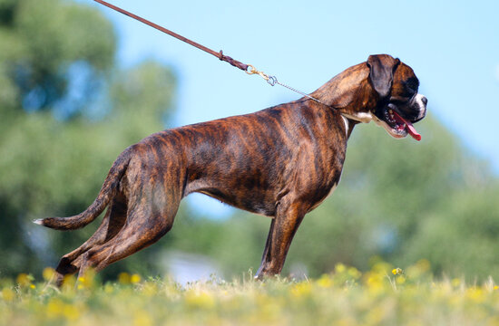 Summer outdoors portrait of German boxer dog on hot sunny day.  Brown tiger with brindle colored boxer female with natural ears and tail in perfect show standing with blue and green background 
