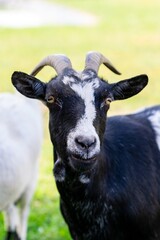 portrait of goat in meadow