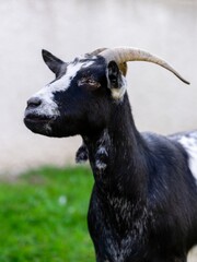 portrait of goat in meadow