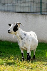 portrait of goat in meadow