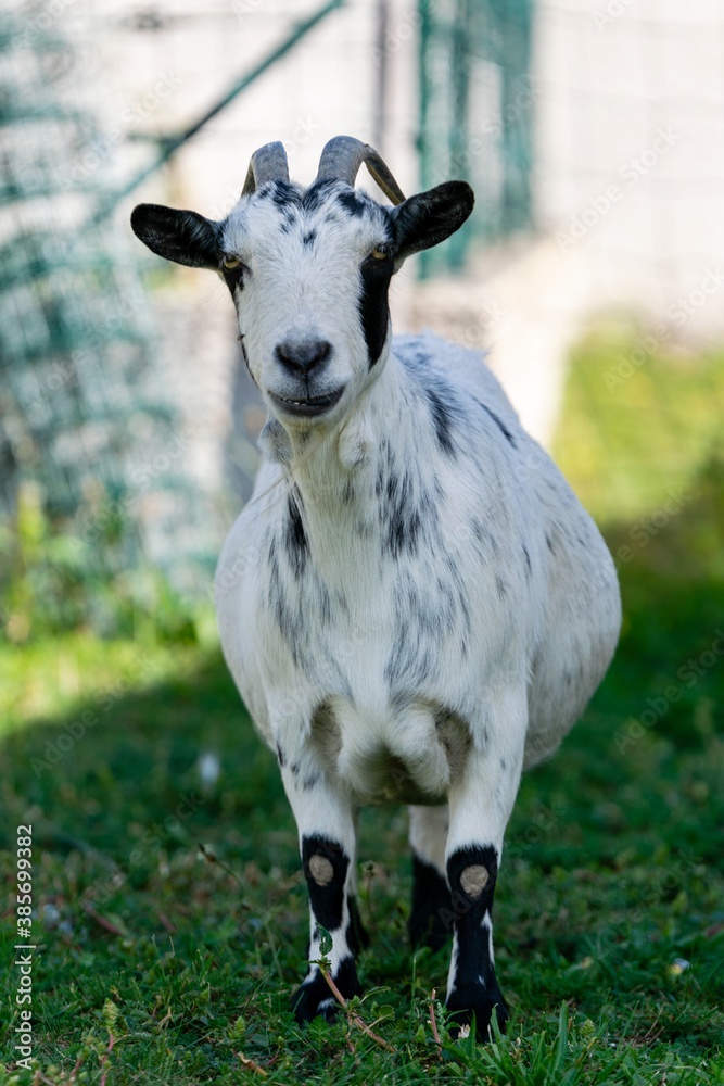 Wall mural portrait of goat in meadow