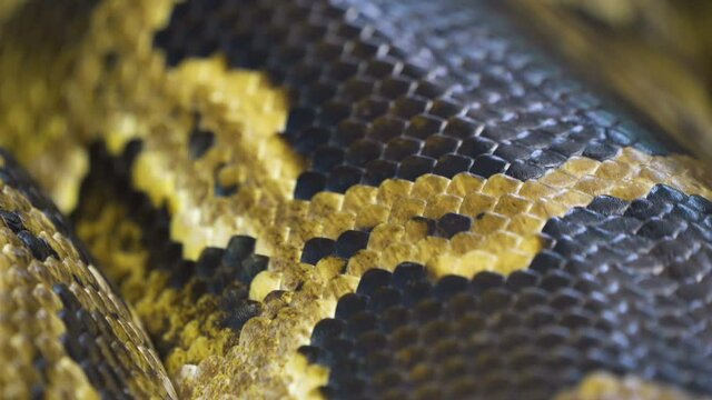 The closer look of the black and yellow scales of the snake