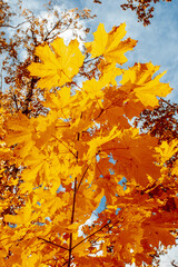 autumn maple trees with bright yellow leaves like gold close up against the sky