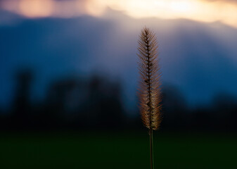 Filigrane Pflanze vor Sonnenuntergang